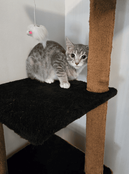 Cat 1