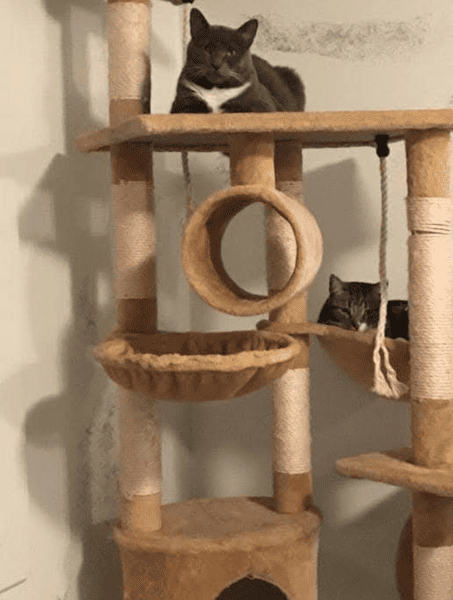 Cat 2
