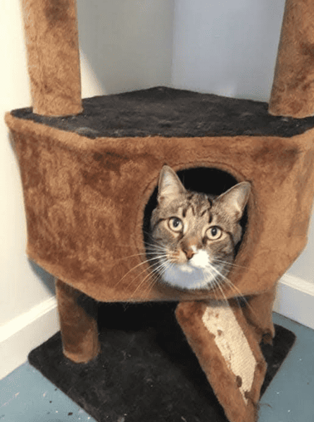 Cat 3