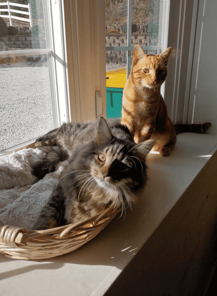 Cat 4