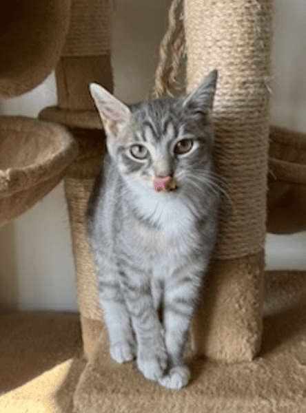 Cat 5