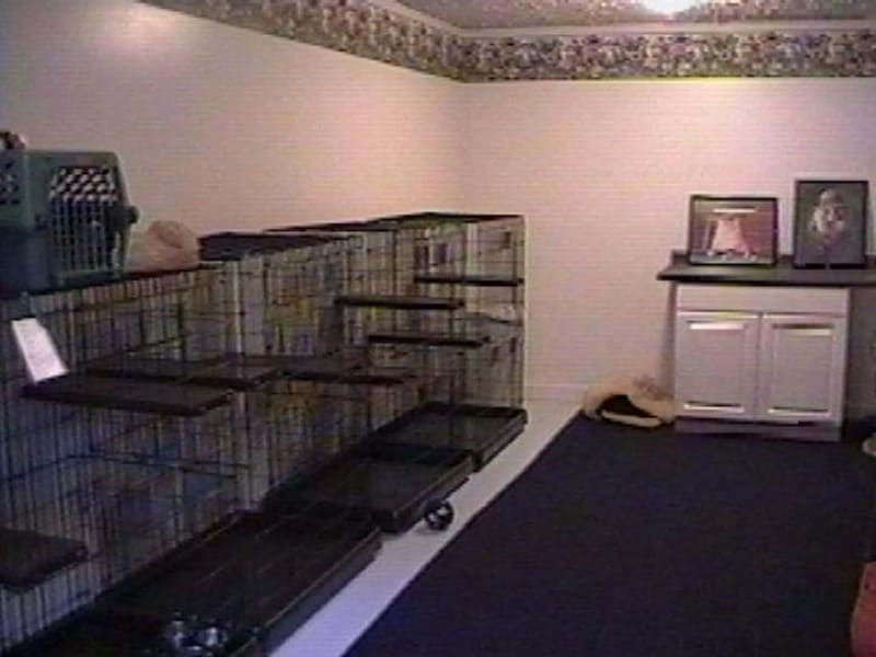 Cat 8