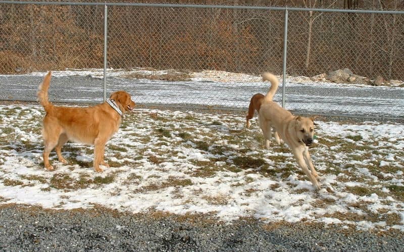 Dog 15
