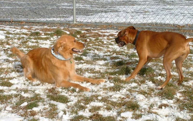 Dog 16