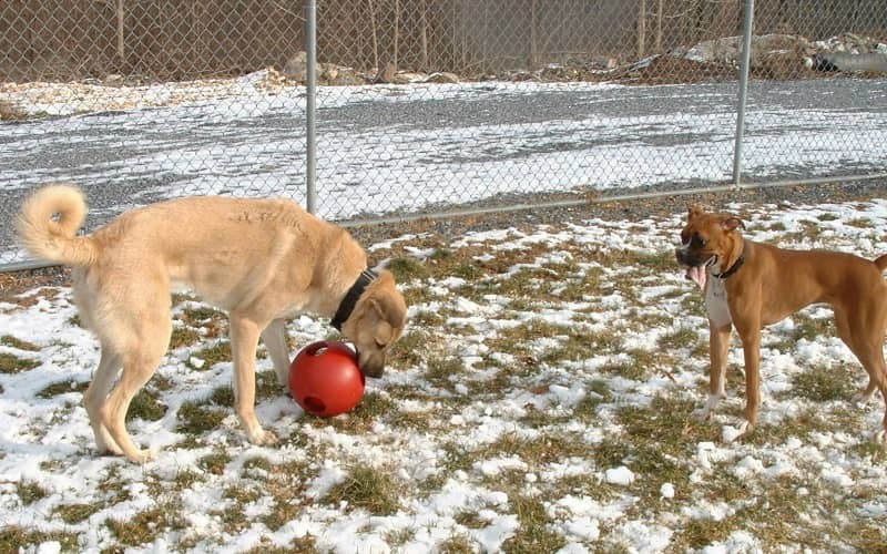 Dog 17