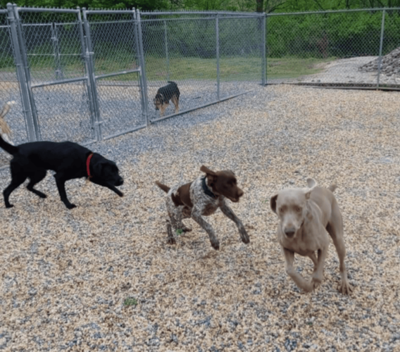 Dog 2