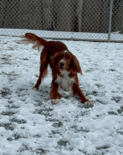 Dog 4