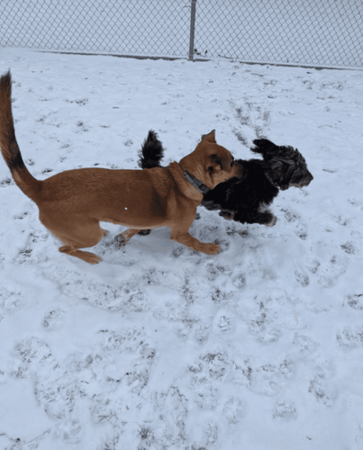 Dog 5