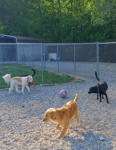 Dog 7