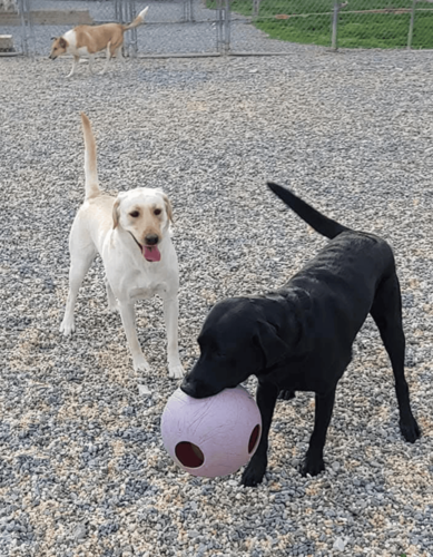 Dog 8