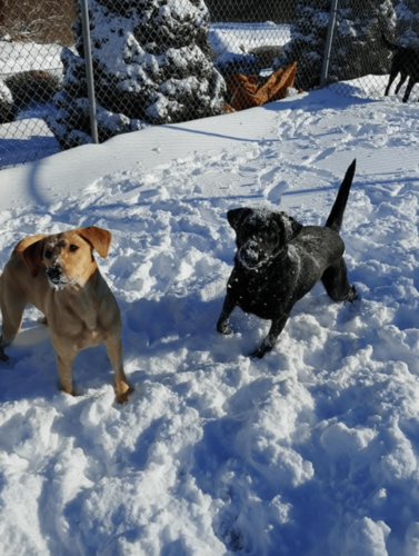 Dog 9