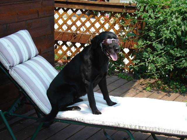 Happy Pet 1