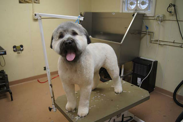 Grooming 19