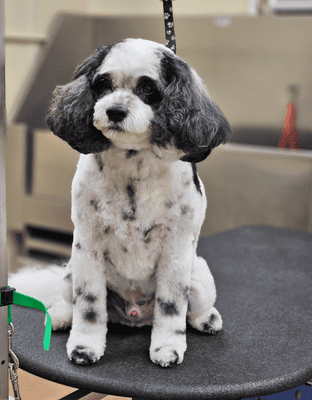 Grooming 2