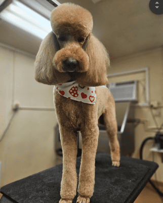 Grooming 4