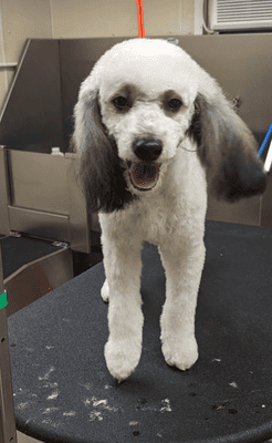 Grooming 5