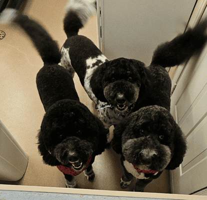 Grooming 6