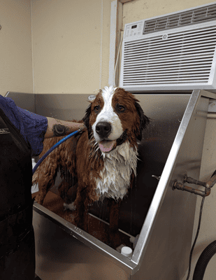 Grooming 7