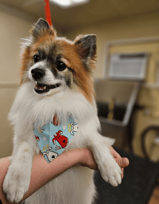 Grooming 9