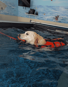 Dog swimming in pool 5