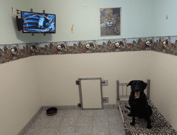 Suite 5